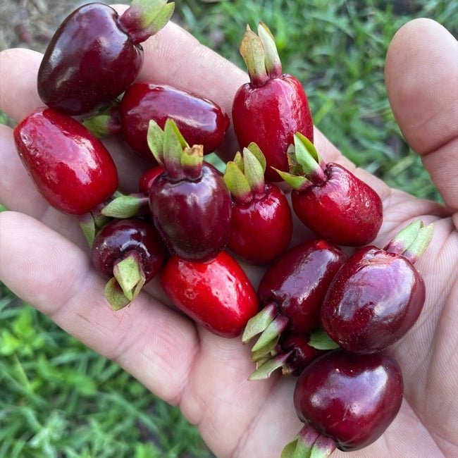 Cherry of Rio Grande - Ladybird Nursery