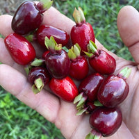 Cherry of Rio Grande
