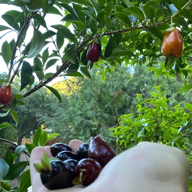 Cherry of Rio Grande - Ladybird Nursery