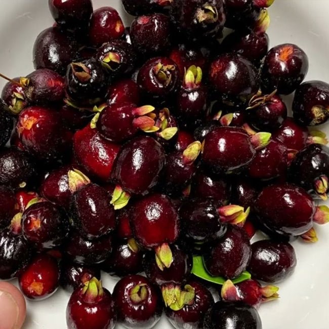 Cherry of Rio Grande - Ladybird Nursery