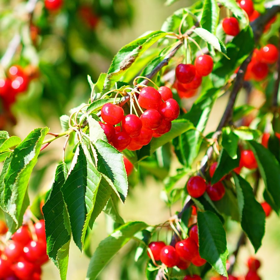Sour Cherry Morello (Prunus cerasus) - Ladybird Nursery