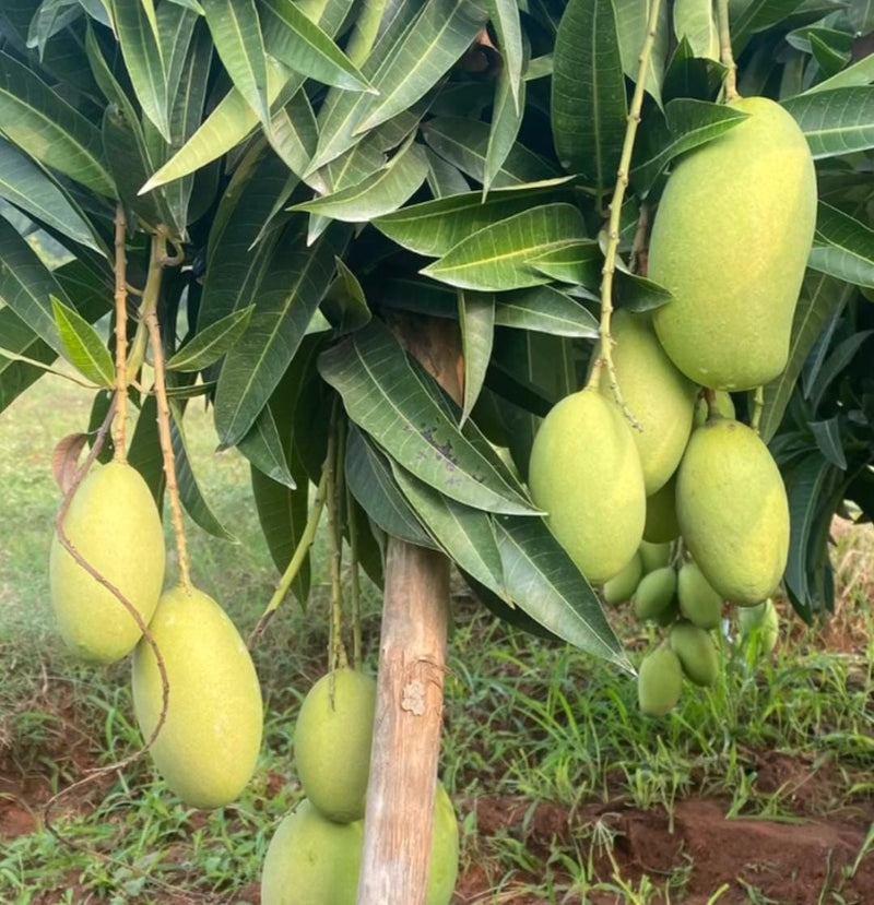 Mango 'Cheruku'