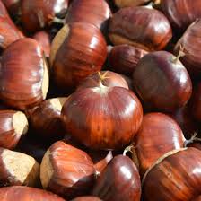 Chestnut - Fleming's Special - Ladybird Nursery