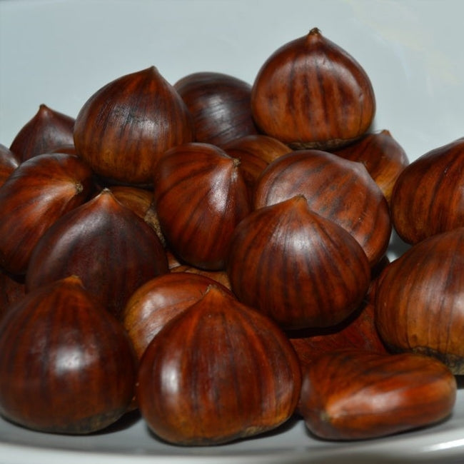 Chestnut April Gold
