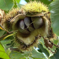 Chestnut April Gold - Ladybird Nursery