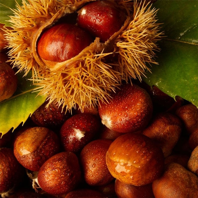 Chestnut Buffalo Queen