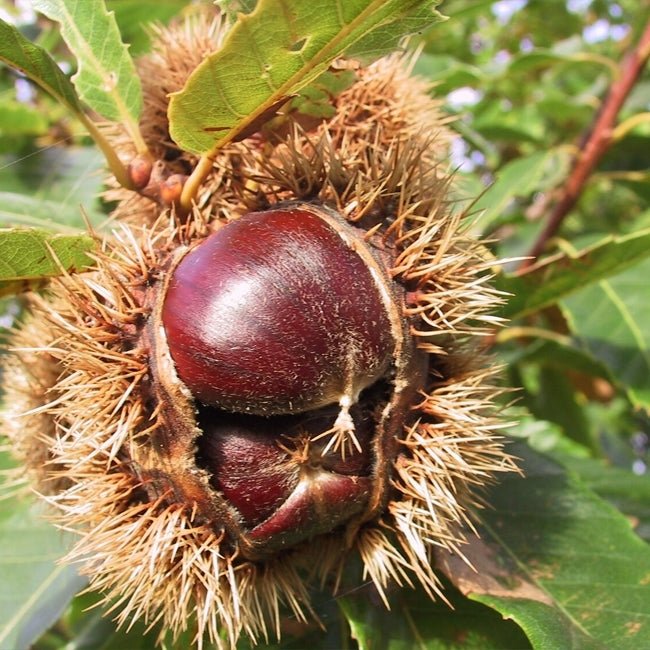 Chestnut Buffalo Queen - Ladybird Nursery