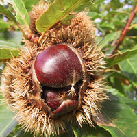 Chestnut Buffalo Queen