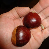 Chestnut Buffalo Queen - Ladybird Nursery