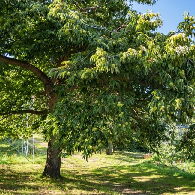 Chestnut 'Emerald Gem'