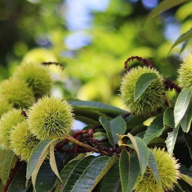 Chestnut Grafted Advanced (Pick Up Only) 250mm pot - Ladybird Nursery