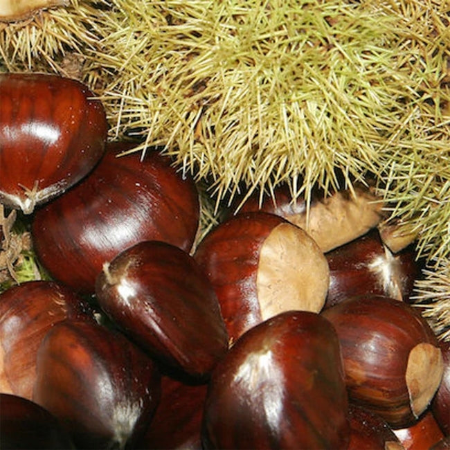 Chestnut 'Emerald Gem'