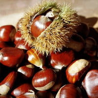 Chestnut Grafted Advanced (Pick Up Only) 250mm pot - Ladybird Nursery