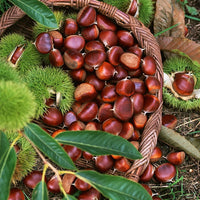 Chestnut Marone