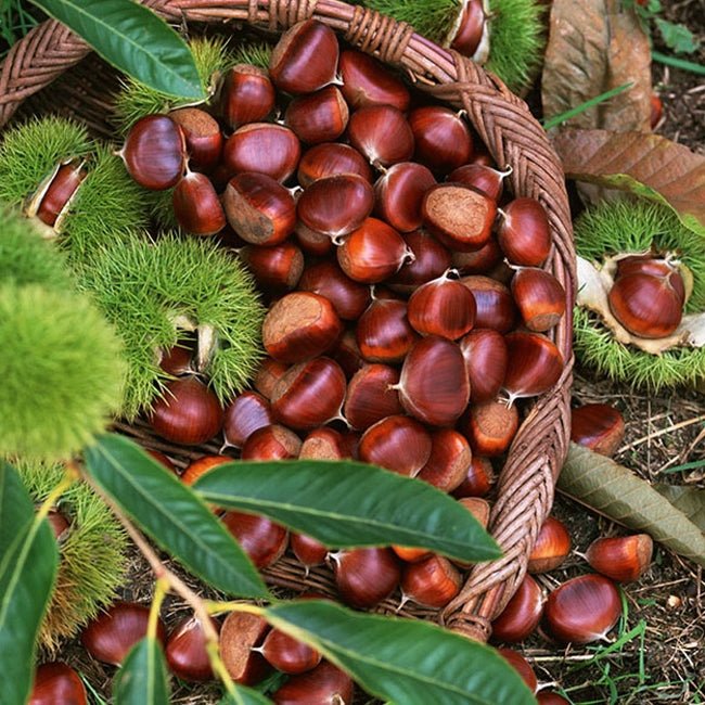 Chestnut Marone - Ladybird Nursery