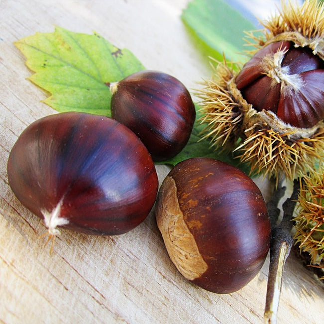 Chestnut Marone