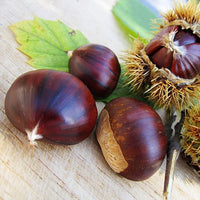 Chestnut Marone - Ladybird Nursery