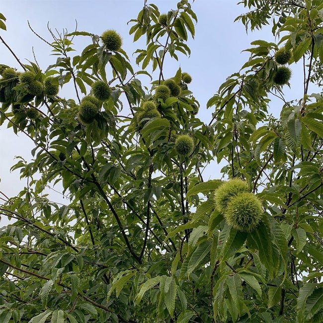 Chestnut Reilly - Ladybird Nursery