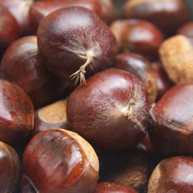 Chestnut Reilly - Ladybird Nursery