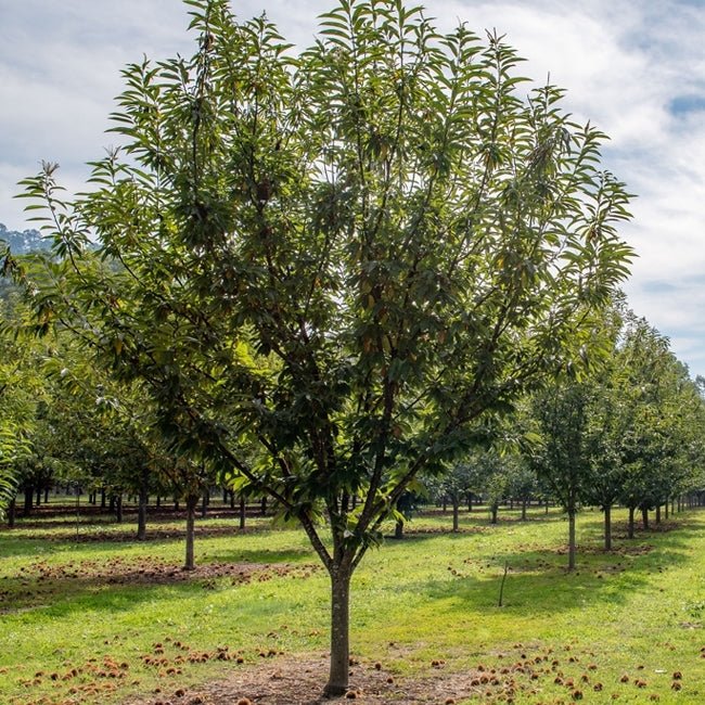 Chestnut Wandiligong Wonder - Ladybird Nursery