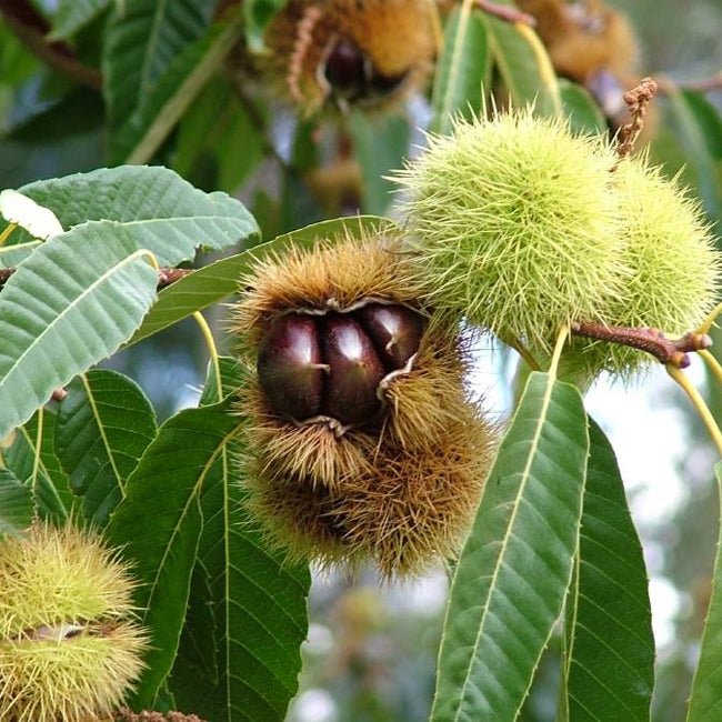Chestnut Wandiligong Wonder - Ladybird Nursery