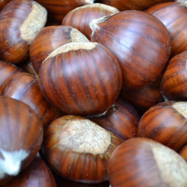 Chestnut Wandiligong Wonder - Ladybird Nursery