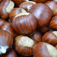 Chestnut Wandiligong Wonder