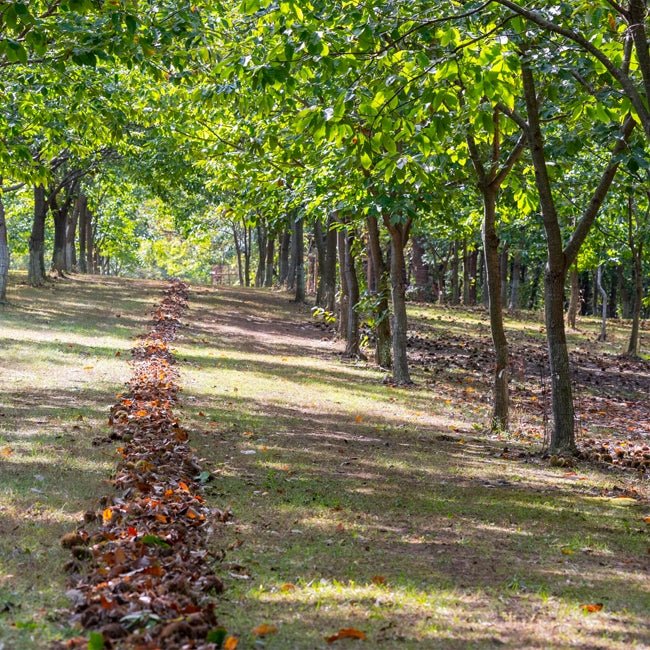 Chestnut Winchester - Ladybird Nursery