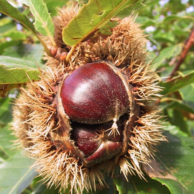 Chestnut Winchester - Ladybird Nursery