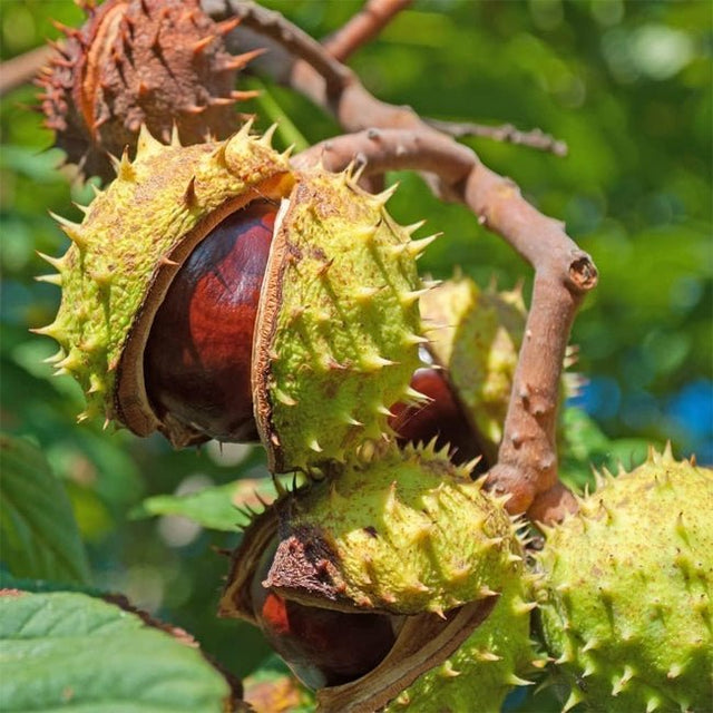 Chestnut Fruit Tree – Buy Now! – Ladybird Nursery
