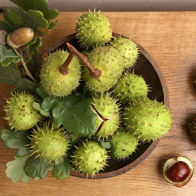 Spell Chestnut Chestnut Fruit Tree – Buy Now! – Ladybird Nursery