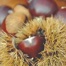 Chestnut 'Fleming's Prolific' - Ladybird Nursery