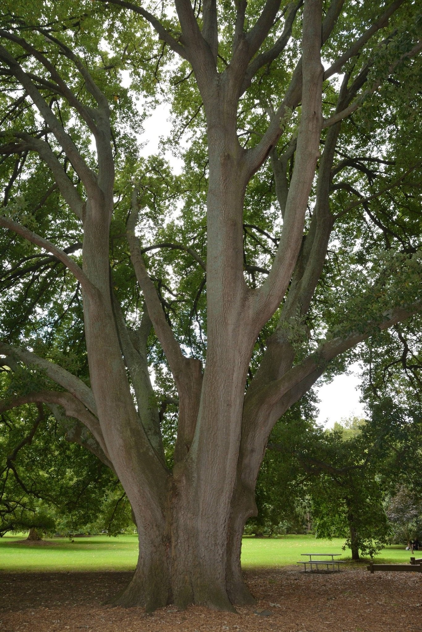 Chestnut Leafed Oak (Quercus castaneifolia) - Ladybird Nursery
