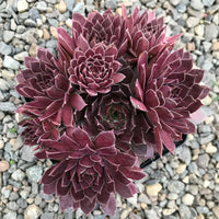 Chick Charms (Sempervivum) - Ladybird Nursery