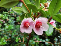 Guava 'Chilean' (Ugni molinae) - Ladybird Nursery