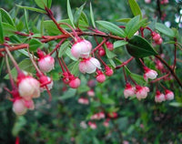 Guava 'Chilean' (Ugni molinae) - Ladybird Nursery