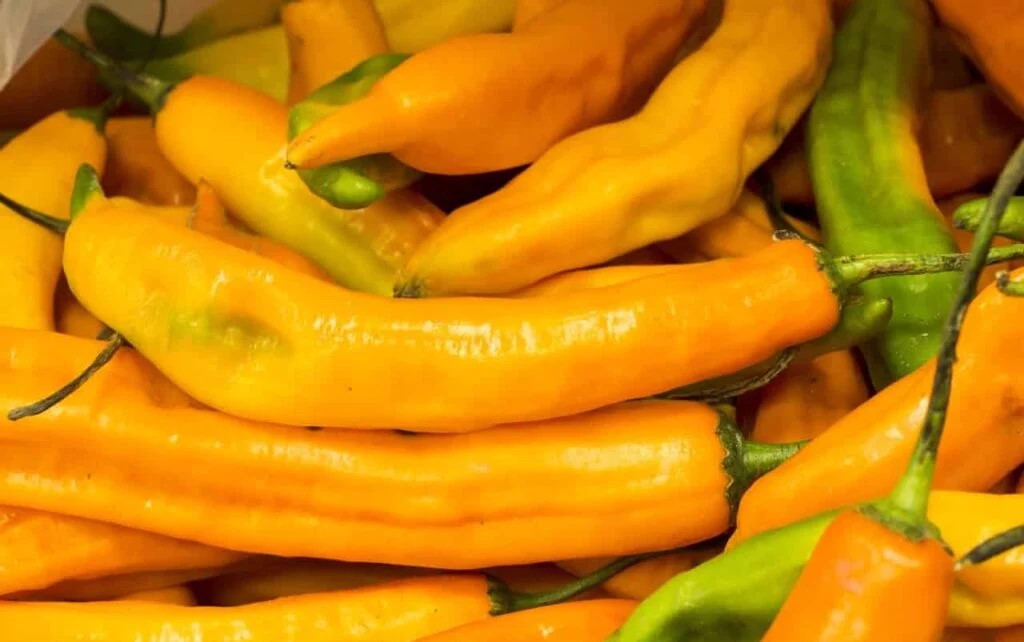 Chilli 'Aji Yellow'
