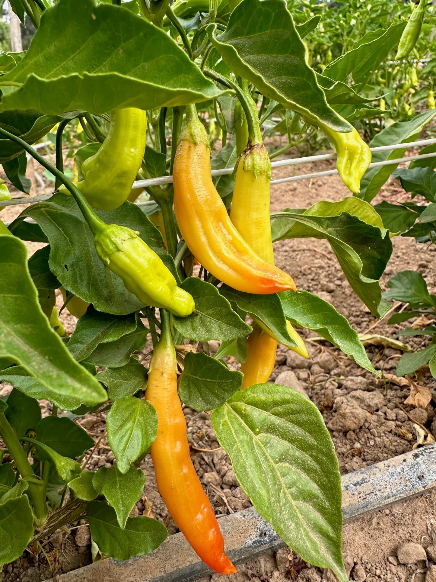 Chilli 'Aji Yellow'