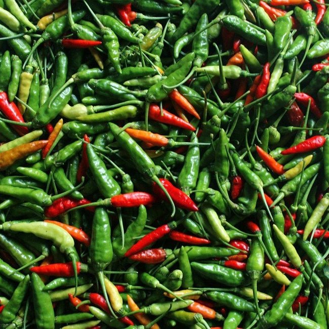 Chilli Bali Cabe - Ladybird Nursery