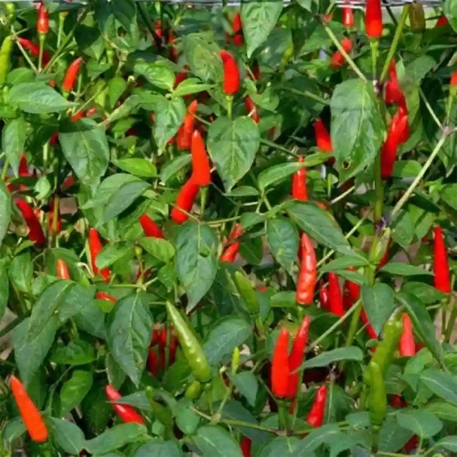 Chilli Bali Cabe