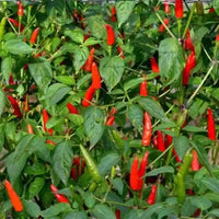 Chilli Bali Cabe