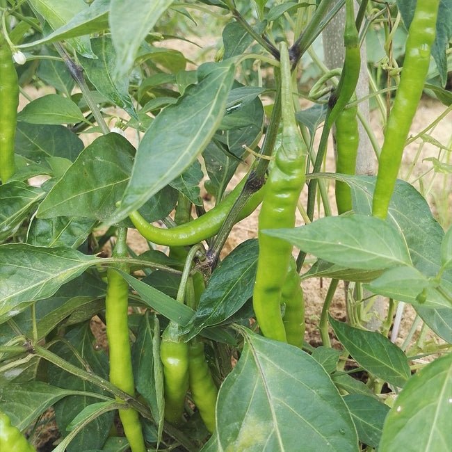 Chilli Bali Cabe - Ladybird Nursery