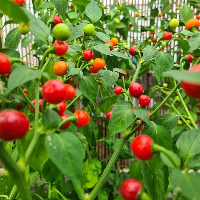 Chilli Bell - Ladybird Nursery