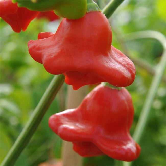 Chilli Bell - Ladybird Nursery