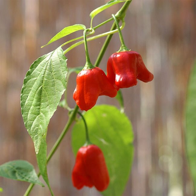 Chilli Bell Fruit Tree – Buy Now! – Ladybird Nursery