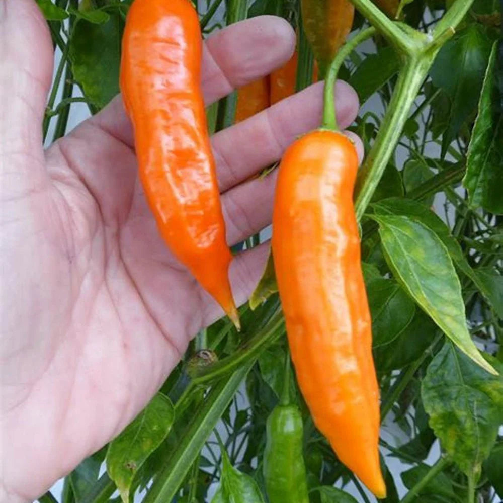 Chilli 'Bulgarian Carrot'