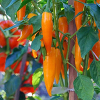 Chilli 'Bulgarian Carrot'