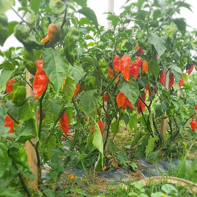 Chilli Ghost Pepper (Bhut Jolokia) - Ladybird Nursery