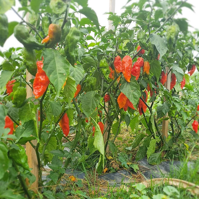 Chilli Ghost Pepper (Bhut Jolokia)