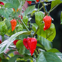 Chilli Ghost Pepper